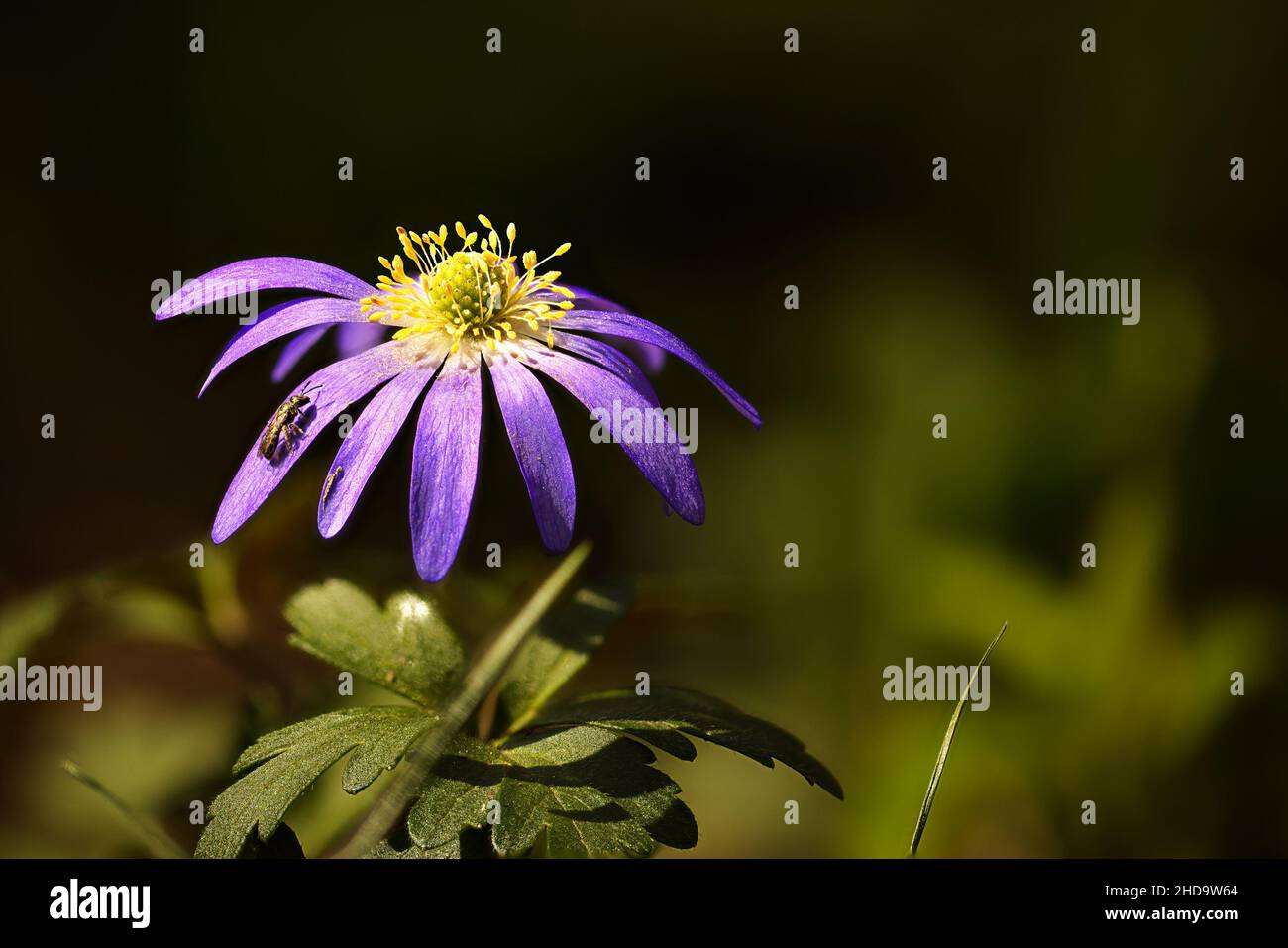 Makroaufnahme einer kleinen Zimmermannsbiene auf einer violetten Anemone Blanda Blume in einem Garten Stockfoto