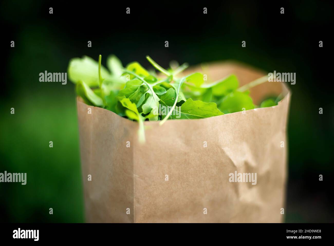Nahaufnahme Der Arugula-Blätter Im Garten. Stockfoto