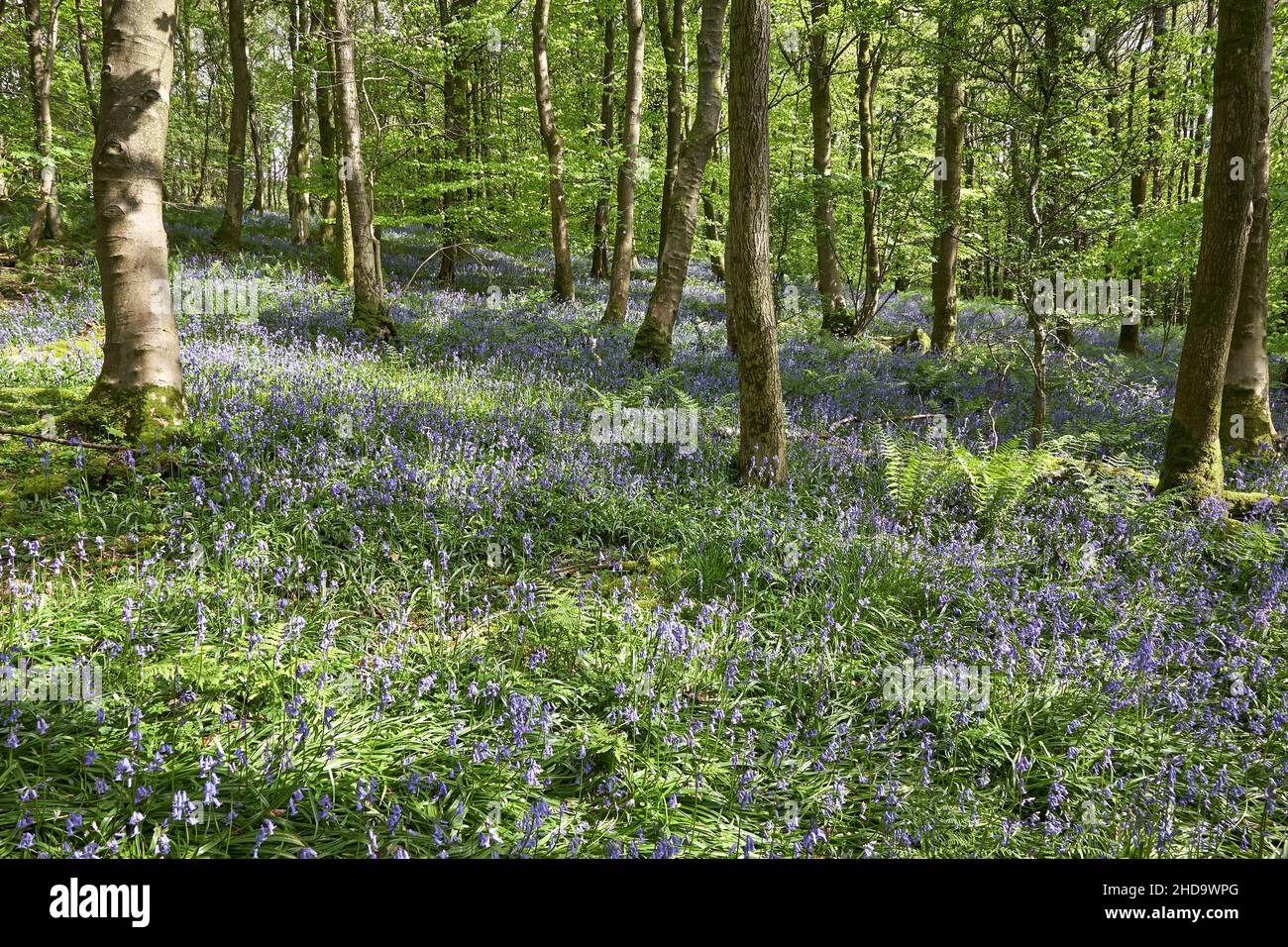 Wunderschönes Waldgebiet mit Frühlingsglocken Cumbria Stockfoto