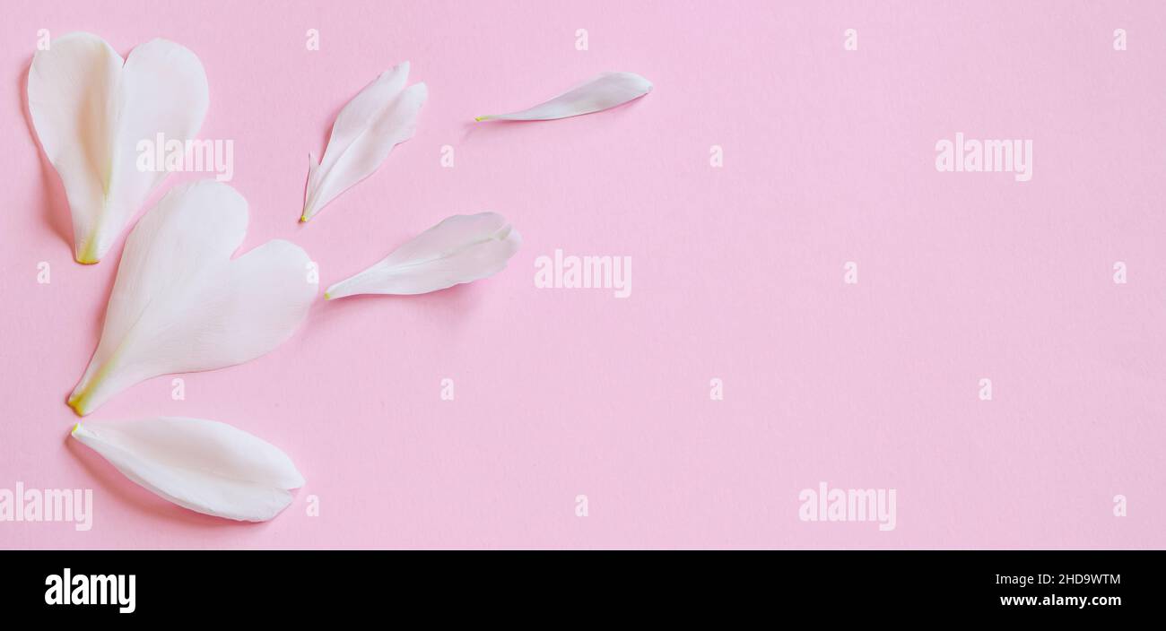 Weiße Blütenblätter auf rosa Hintergrund. Design für Grußkarte zum Valentinstag. Bannerformat, Kopierbereich. Stockfoto