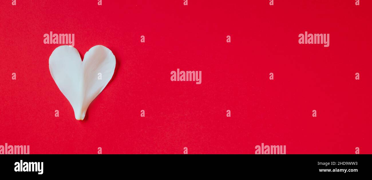 Weißes Blütenblatt in Herzform auf rotem Hintergrund. Valentinstag-Symbol. Konzept für kreative Grußkarten. Kopierbereich, Bannerformat Stockfoto