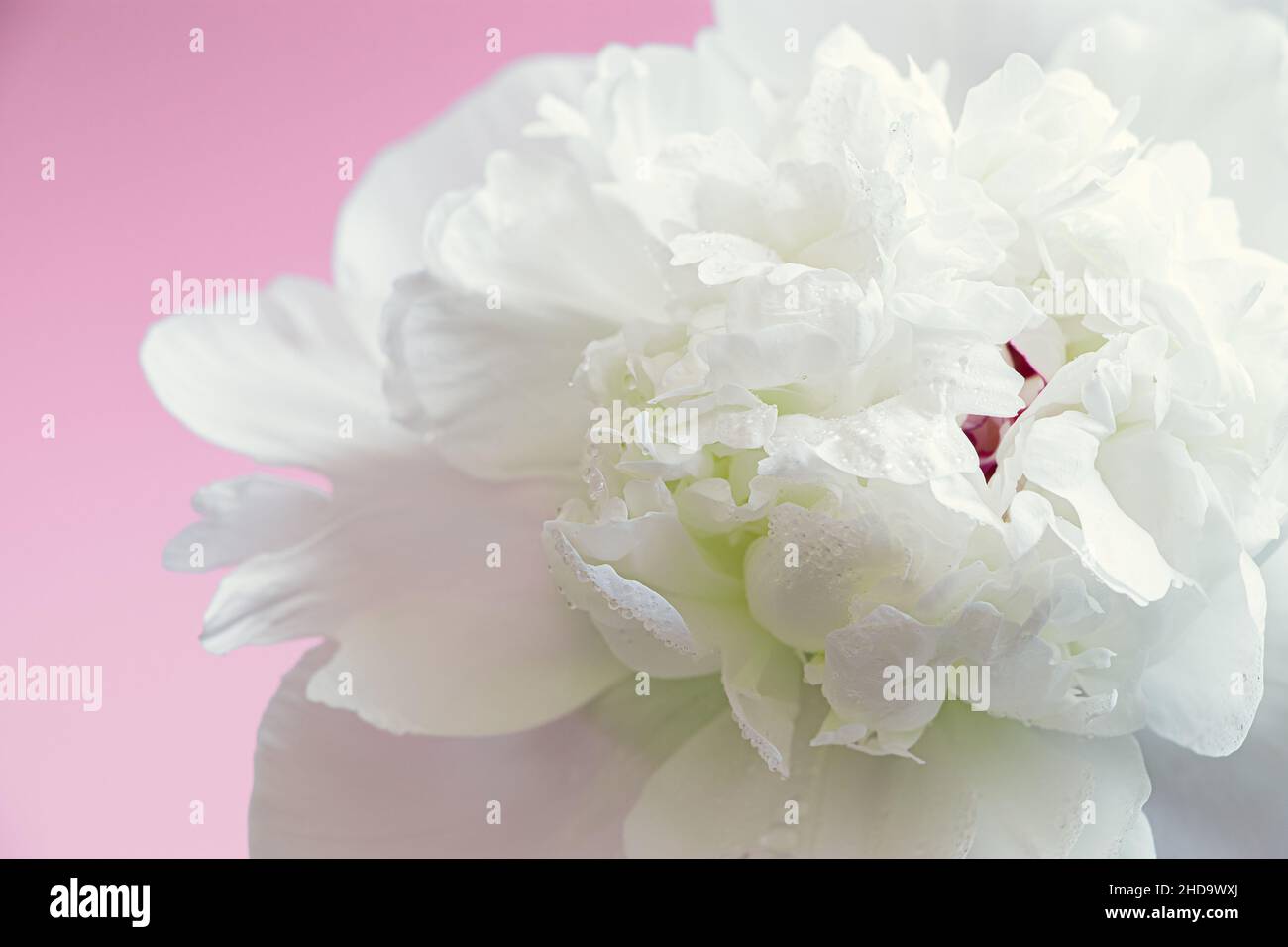 Weiße Pfingstrose Blume auf rosa Hintergrund. Nahaufnahme von zarten Blütenblättern mit Tautropfen. Design für Grußkarte für Hochzeit, Muttertag, Valentinstag. Stockfoto