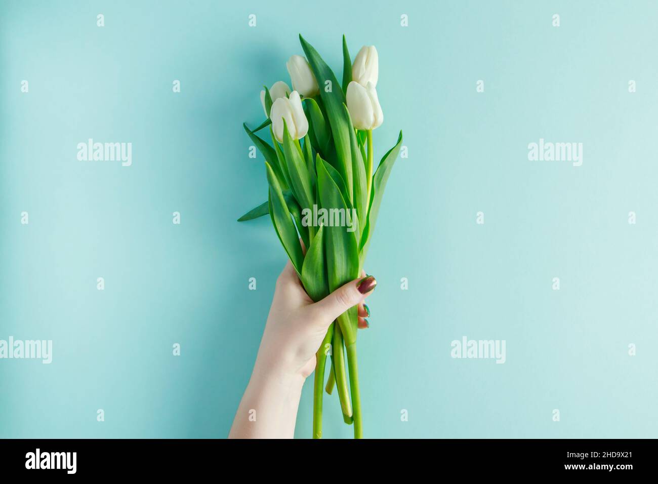 Weibliche Hände halten Bouquet von Tulpen auf blauem Hintergrund. Geschenk für den Frühlingsurlaub. Stockfoto