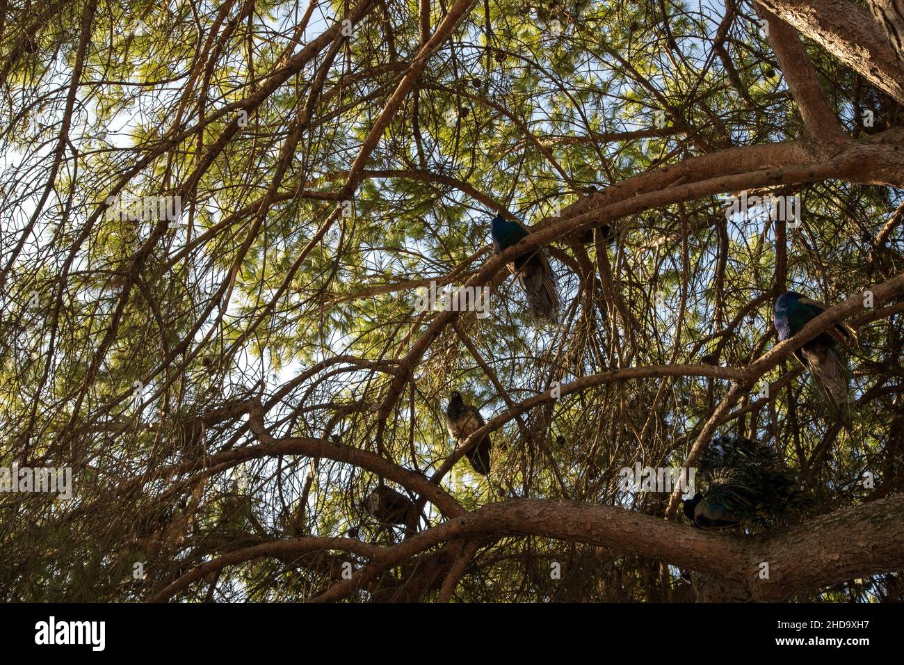 Pfauenvögel (Phasianidae) auf den Bäumen aus dem Garten der Burg São Jorge in Lissabon Stockfoto
