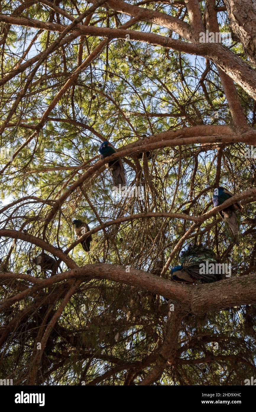 Pfauenvögel (Phasianidae) auf den Bäumen aus dem Garten der Burg São Jorge in Lissabon Stockfoto