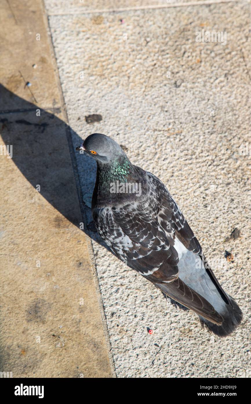 Wilde Tauben (Columbidae) in Lissabon Stockfoto