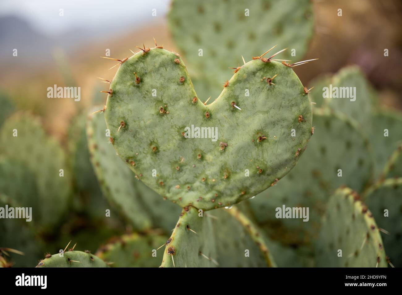 Liebe tut weh Manchmal Erinnerung in Kaktusform Stockfoto