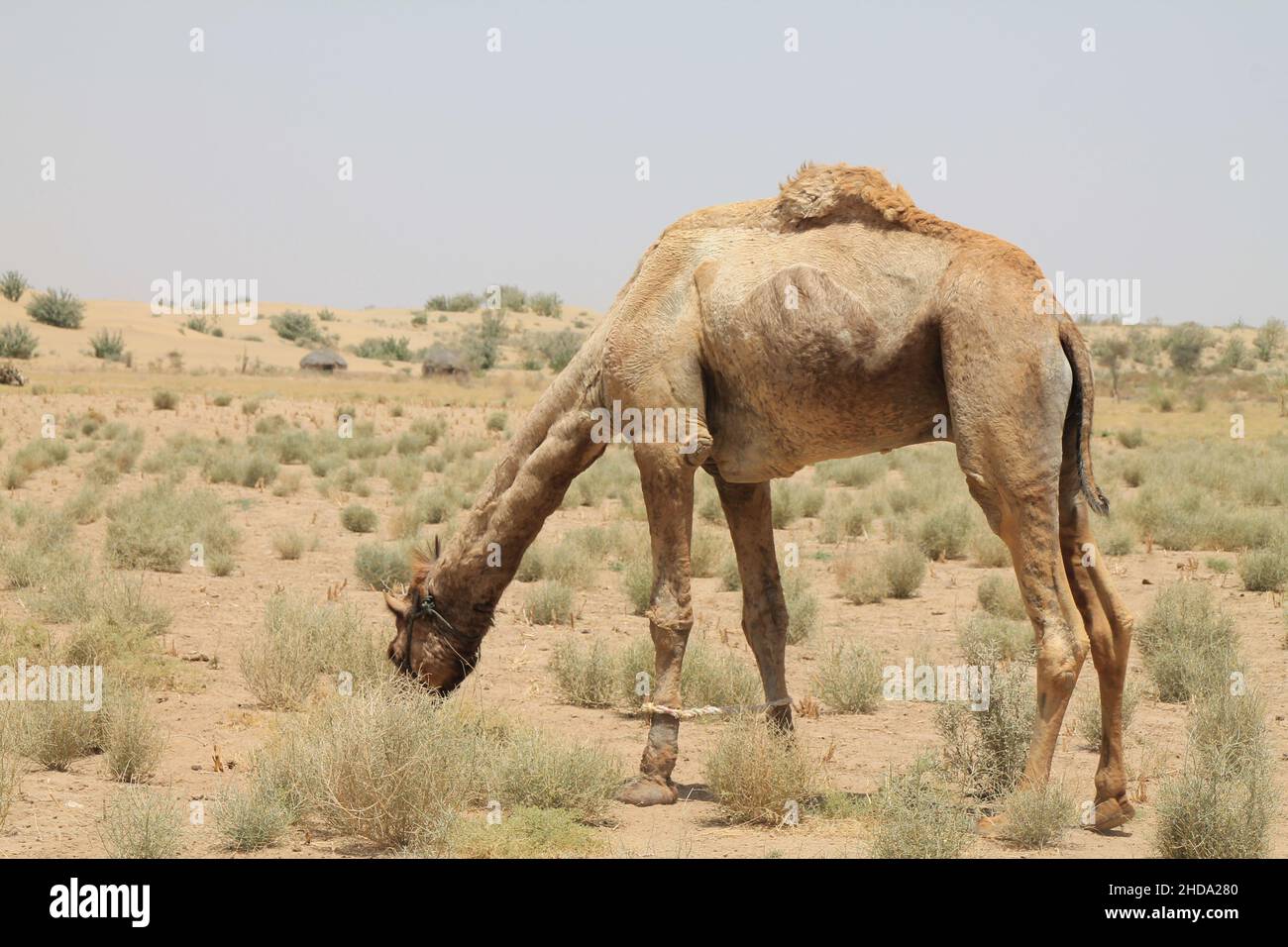 Schöne Aufnahme eines Kamels während des Tages Stockfoto
