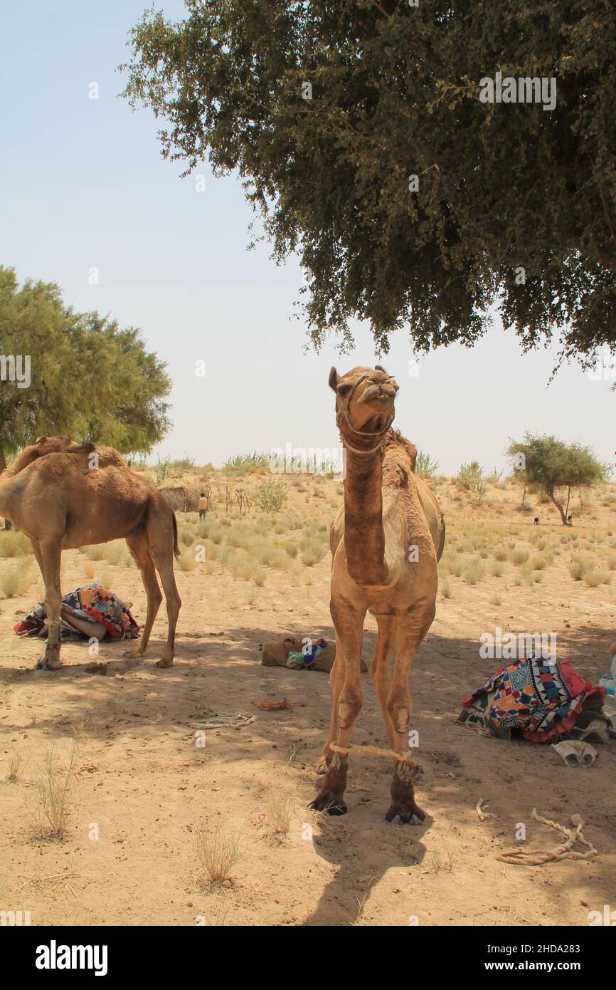 Vertikale Aufnahme von Kamelen während des Tages Stockfoto