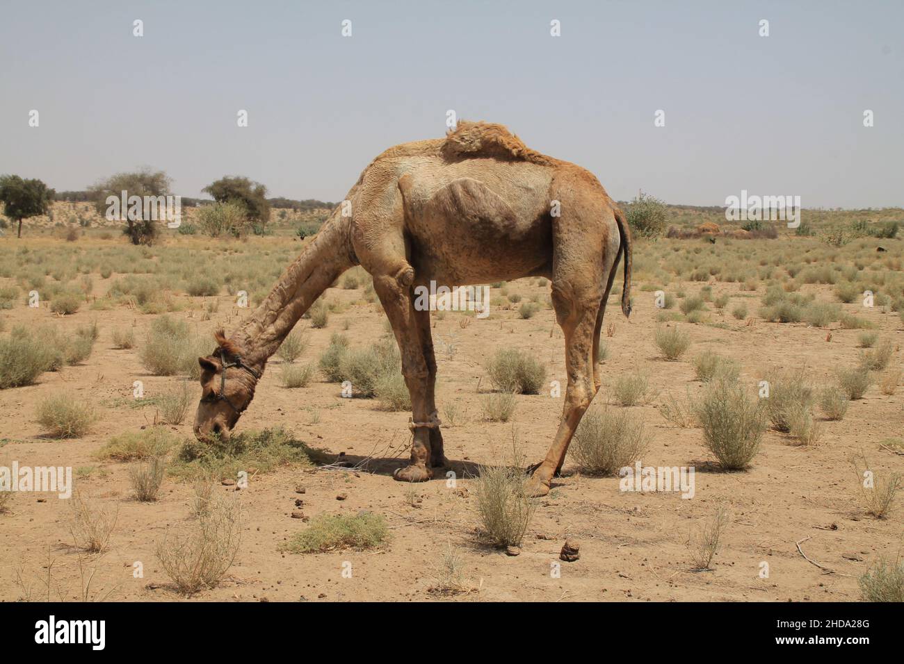 Schöne Aufnahme eines Kamels während des Tages Stockfoto