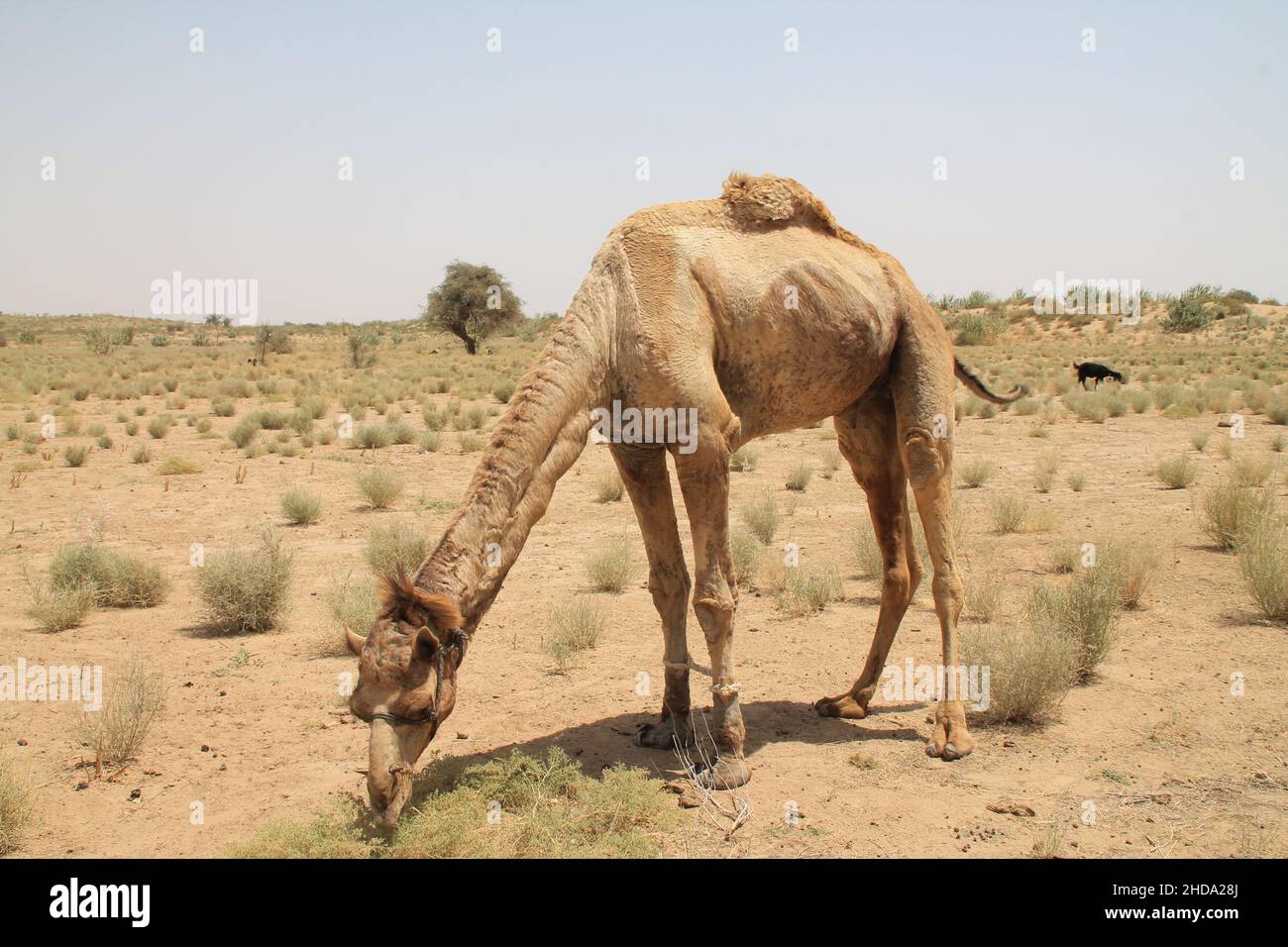 Schöne Aufnahme eines Kamels während des Tages Stockfoto