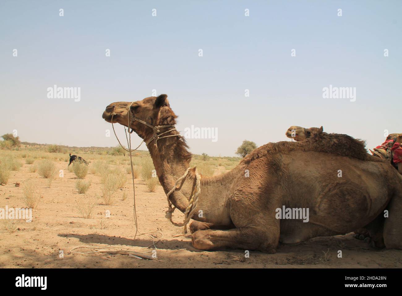 Schöne Aufnahme eines Kamels während des Tages Stockfoto
