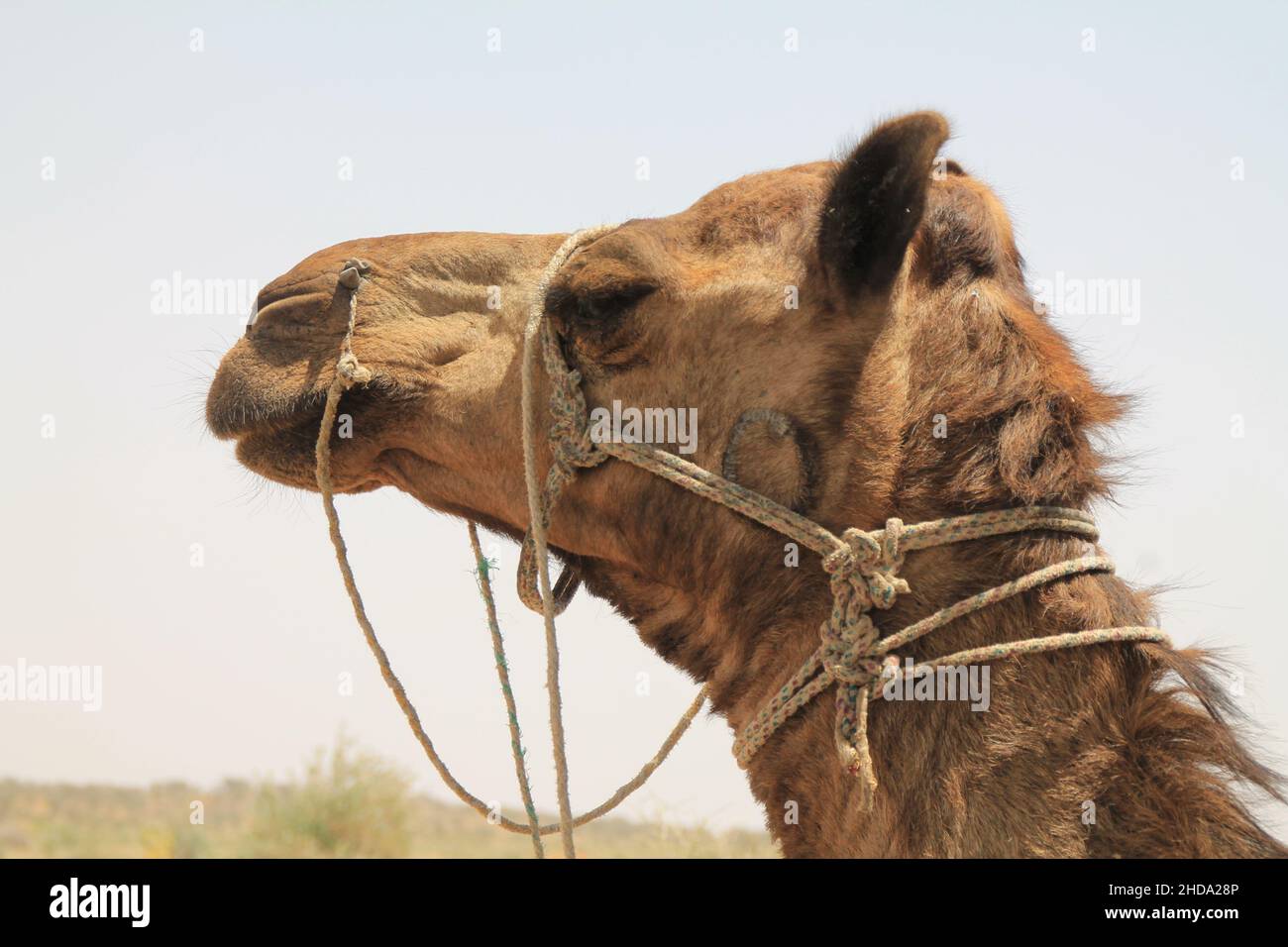 Nahaufnahme eines Kamels während des Tages Stockfoto