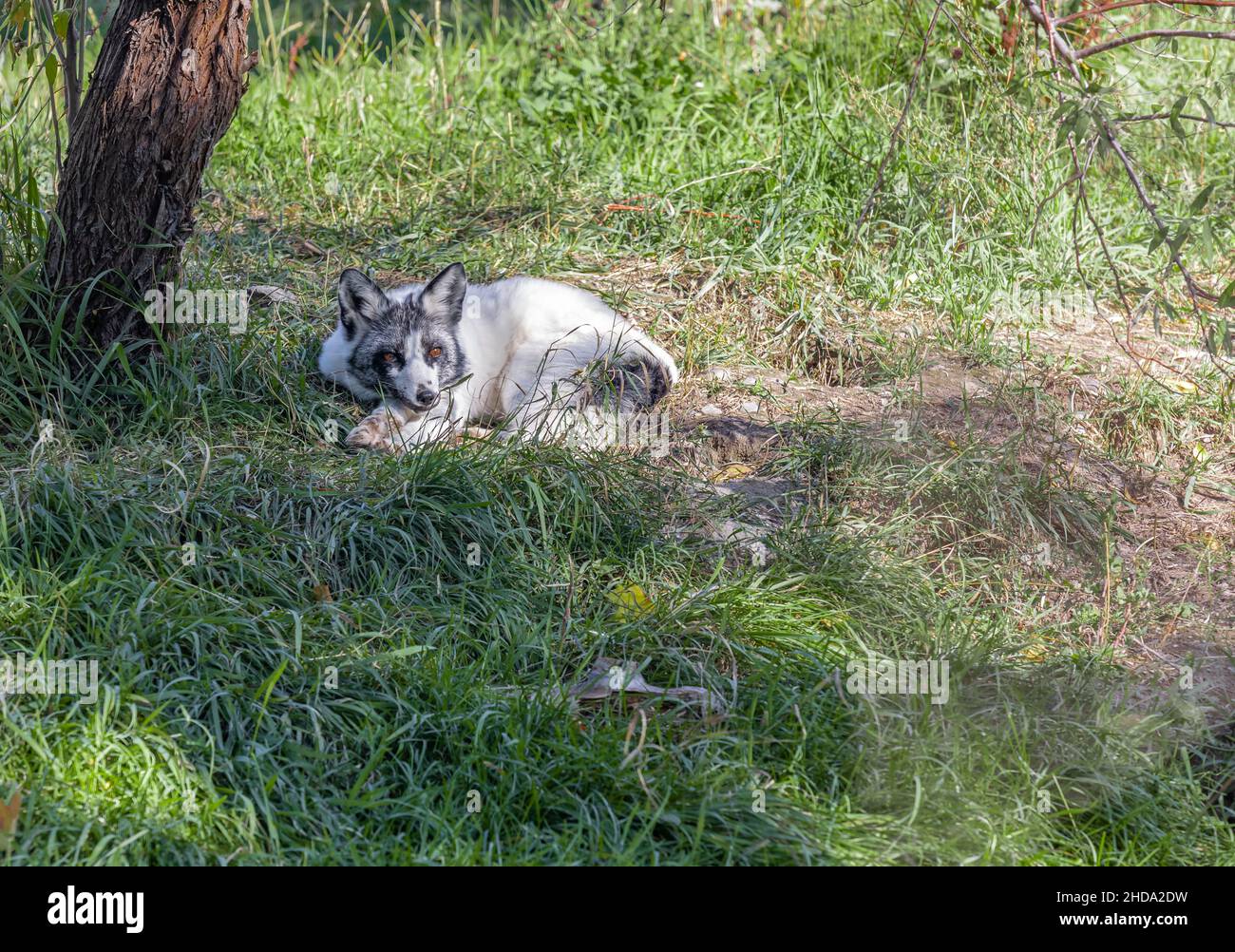 Niedlicher Polarfuchs schläft. Junger silberner Welpe des arktischen Fuchses, der im Gras liegt. Reisefoto, keine Personen, selektiver Fokus Stockfoto