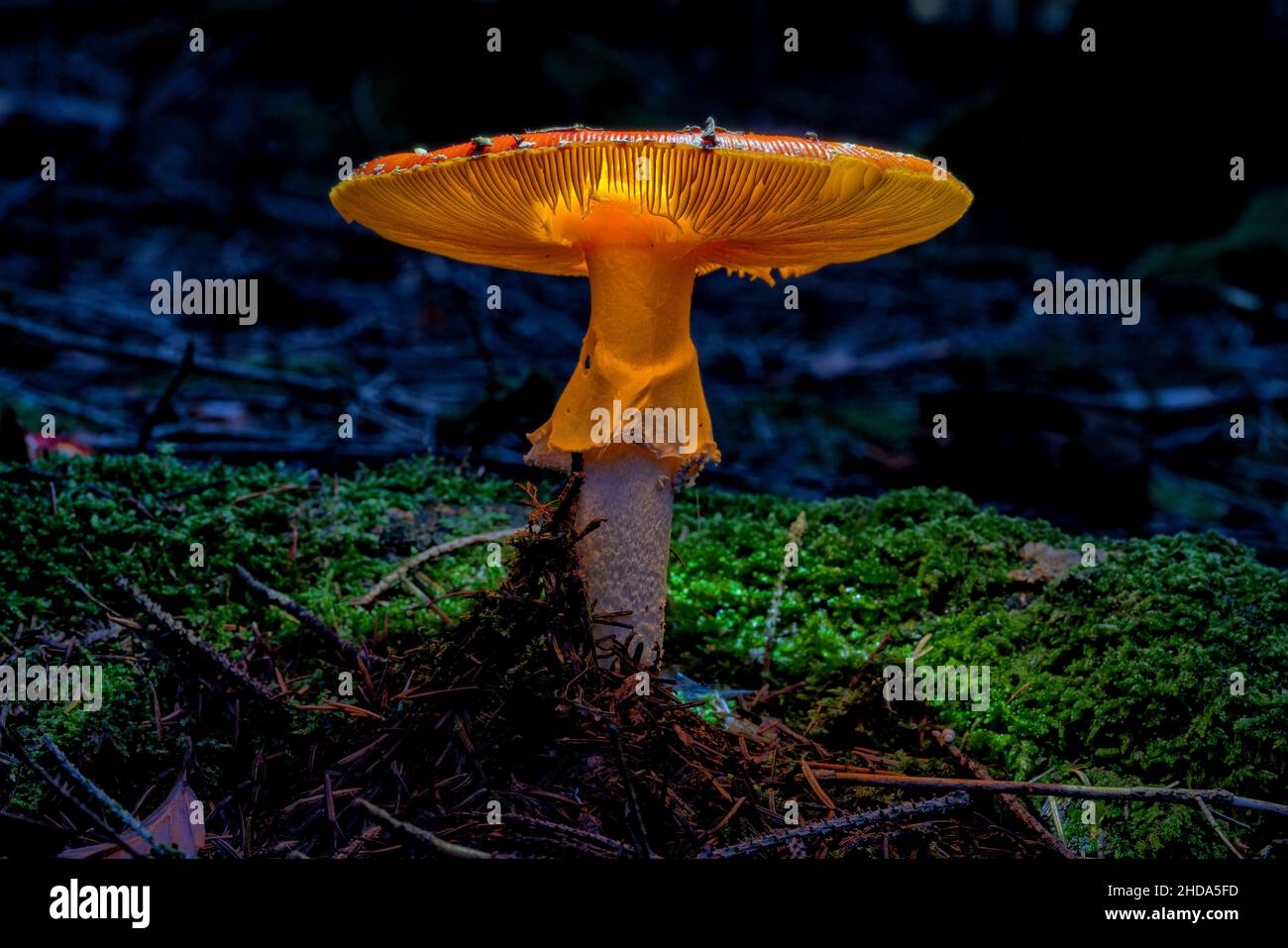 Glühender Zehenhocker Stockfoto