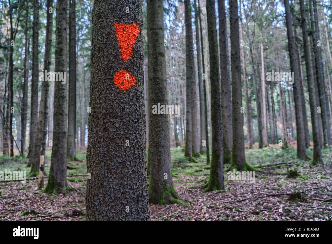 Ausrufezeichen auf einem Baum im Wald Stockfoto
