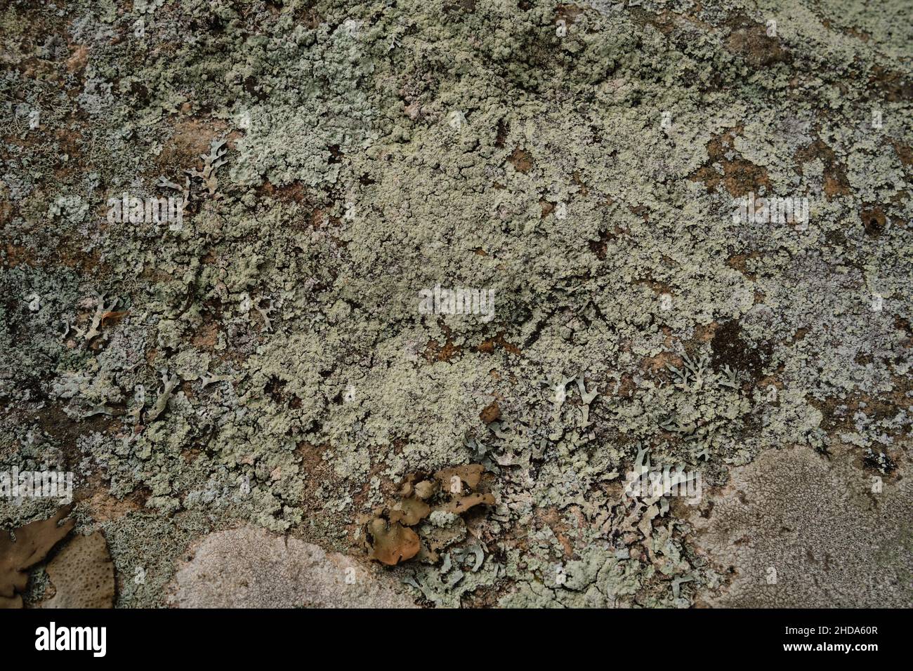 Blassgrüne Flechten bedeckt die Oberfläche von unrüchigem Gestein an einem Canadian Shield-Ausbiss, zusammen mit Blattsegmenten und braunen Pilzen der miteinander verbundenen Stockfoto