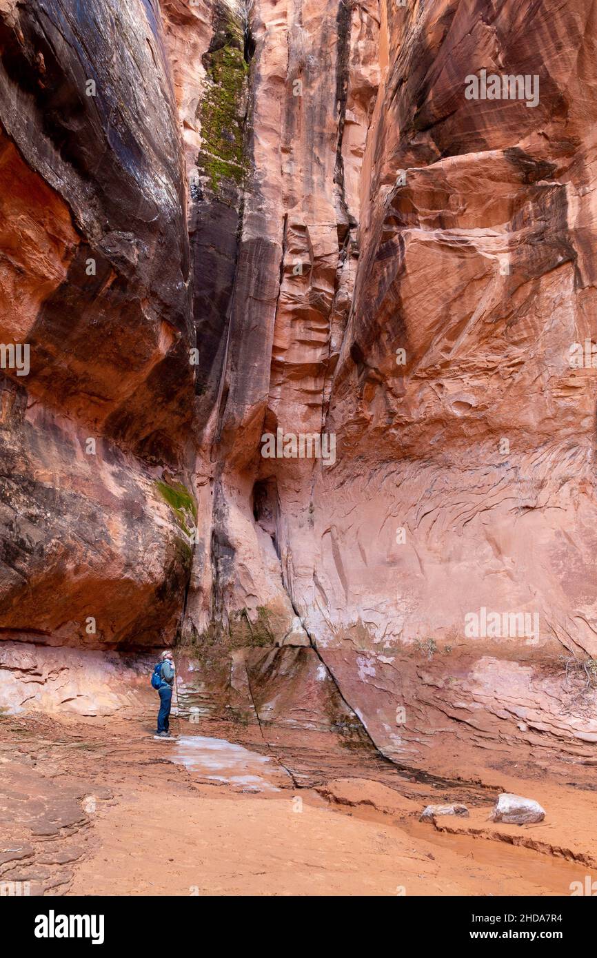 Ein männlicher Wanderer, der unter einem Rinnsal auf der Rückseite eines Canyons am Rand des Morning Glory Arch steht. Moab, Utah Stockfoto