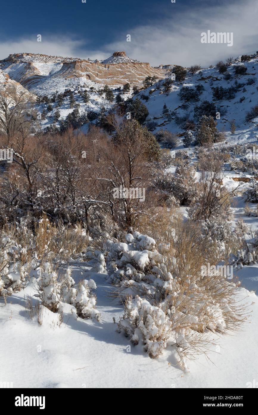 Die Landschaft und die winterliche Vegetation entlang des Escalante River Trail sind schneebedeckt. Grand Staircase-Escalante National Monument, Utah Stockfoto