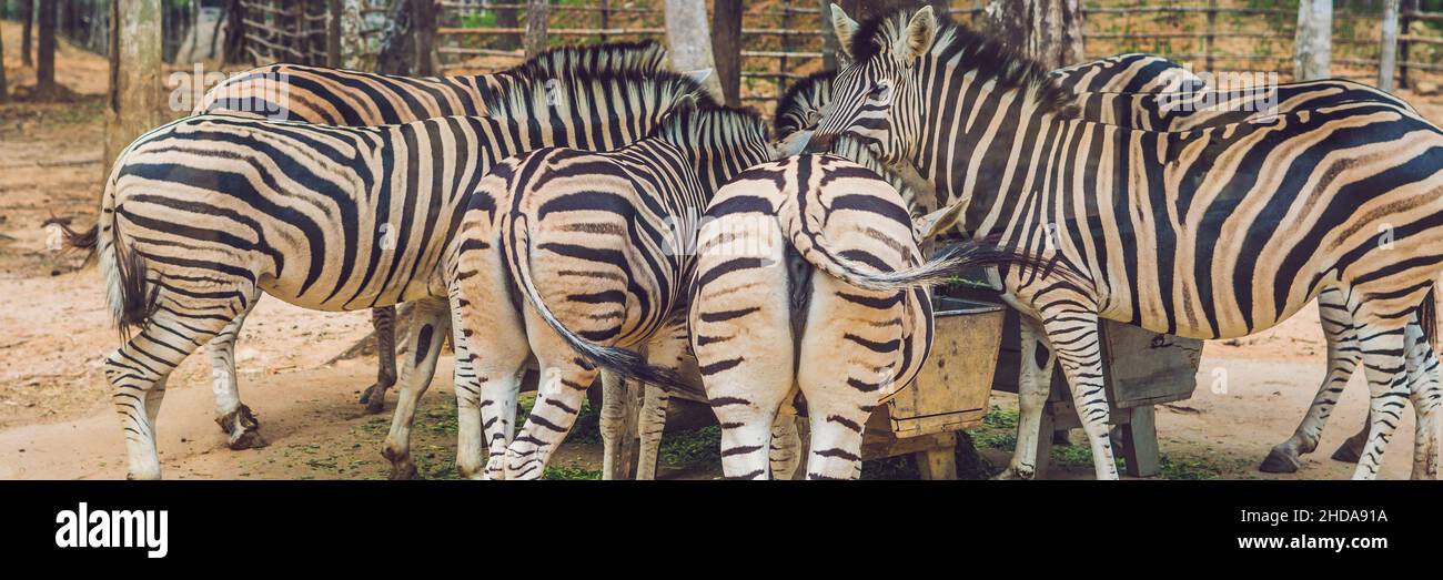 Zebras fressen grünes Gras im Safaripark-BANNER, lang Format Stockfoto