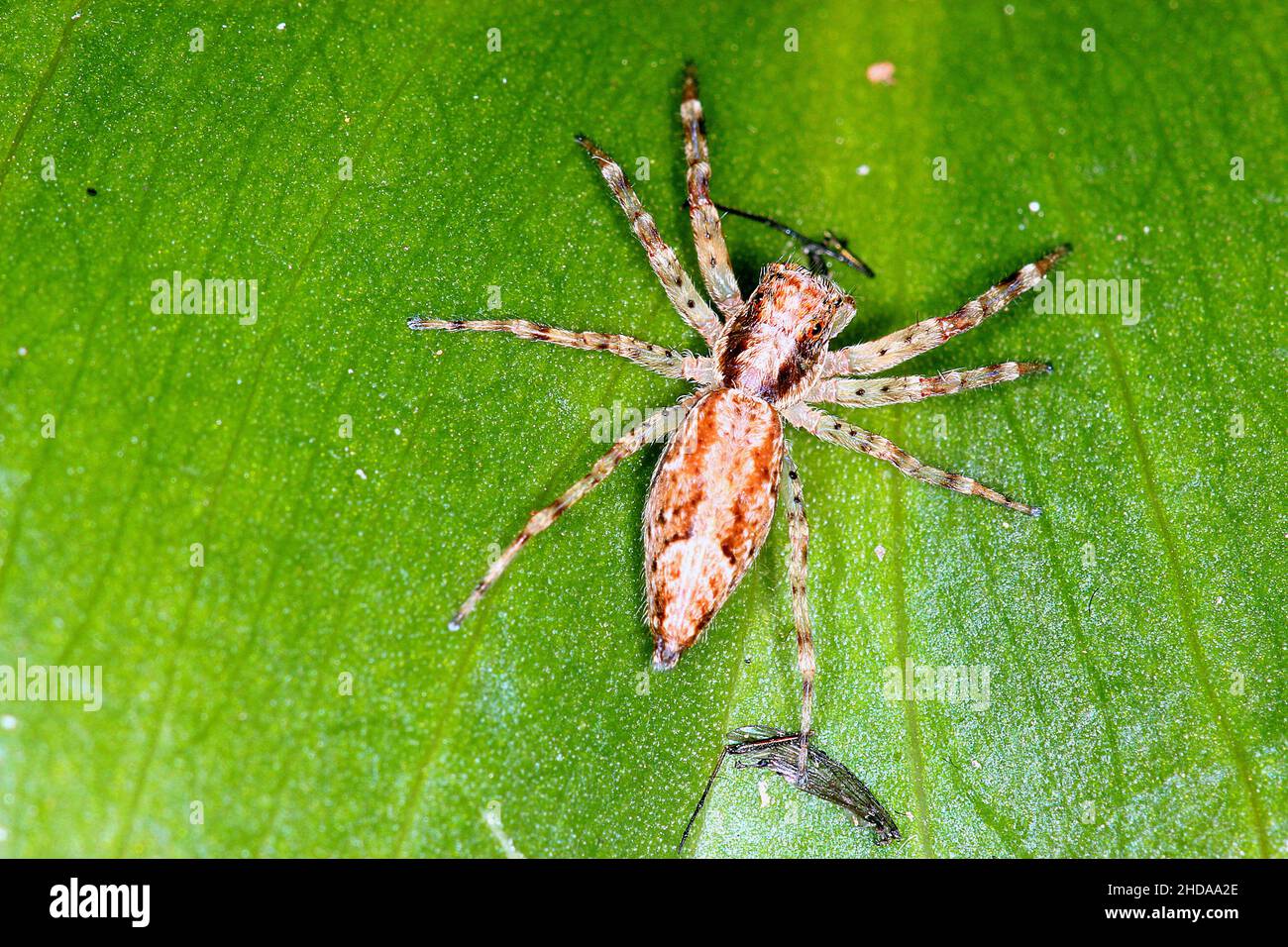 Bronzestatterspinne (Helpis minitabunda), die Beute frisst Stockfoto