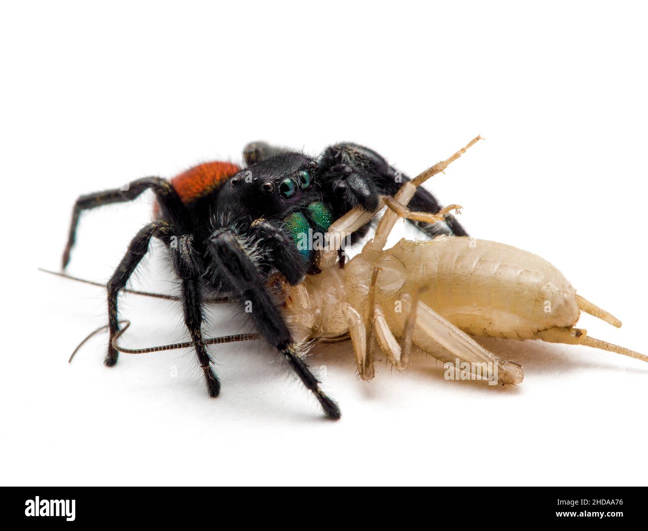 P6200266 männliche, rotrückige Spinne, Phiddipus johnsoni, an einer Cricket füttert, isoliert, CECP 2016 Stockfoto