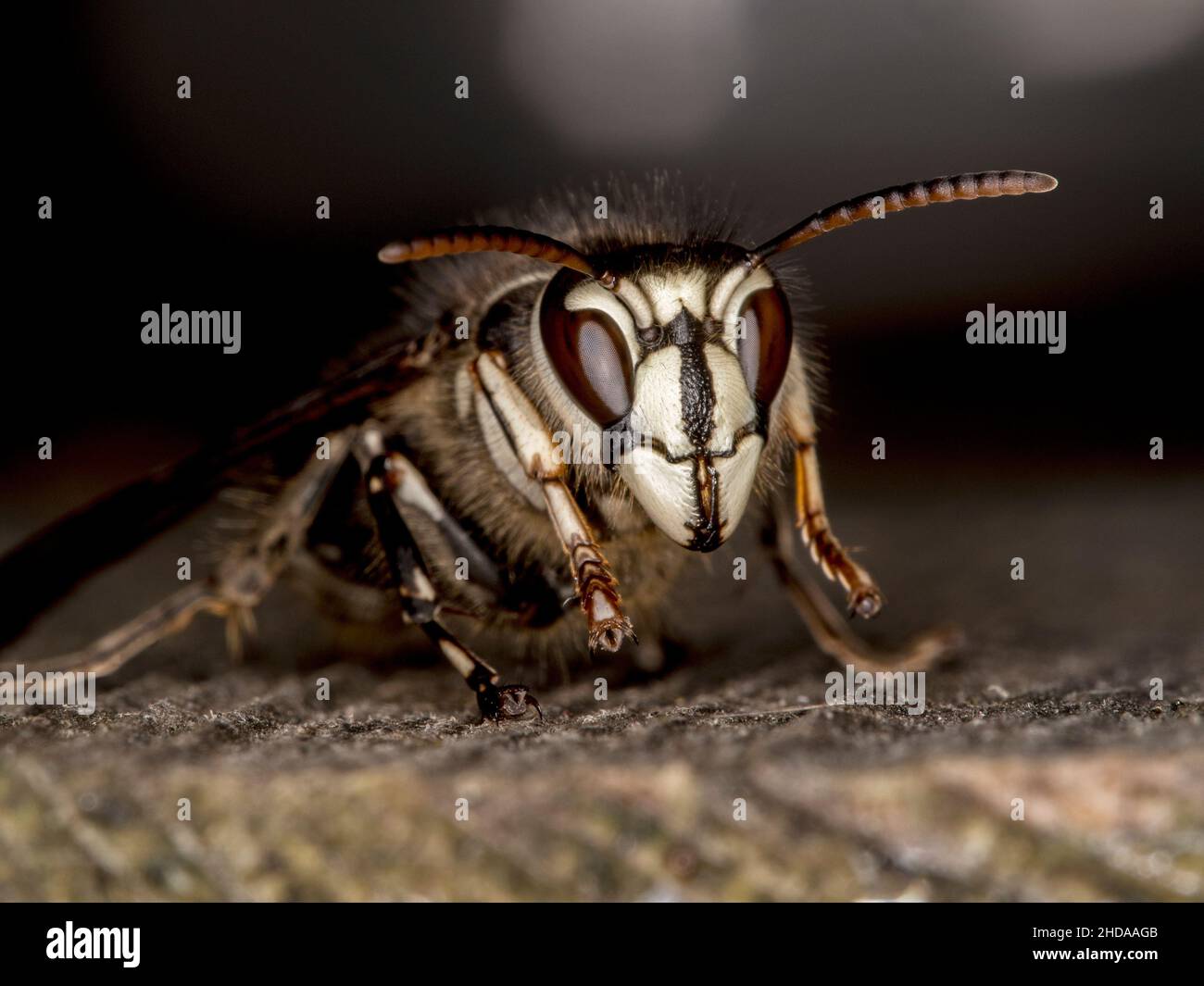 Porträt einer kahlköpfigen Hornisse, Dolichovespula maculata, CECP 2013 Stockfoto