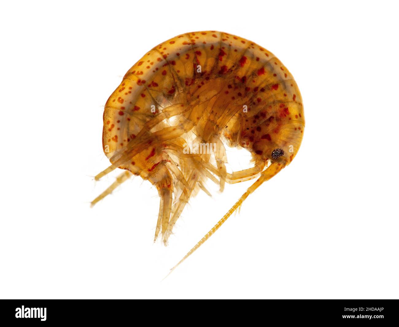 Süßwasser-Amphipod oder -Scud, Gammarus lacustris Stockfoto