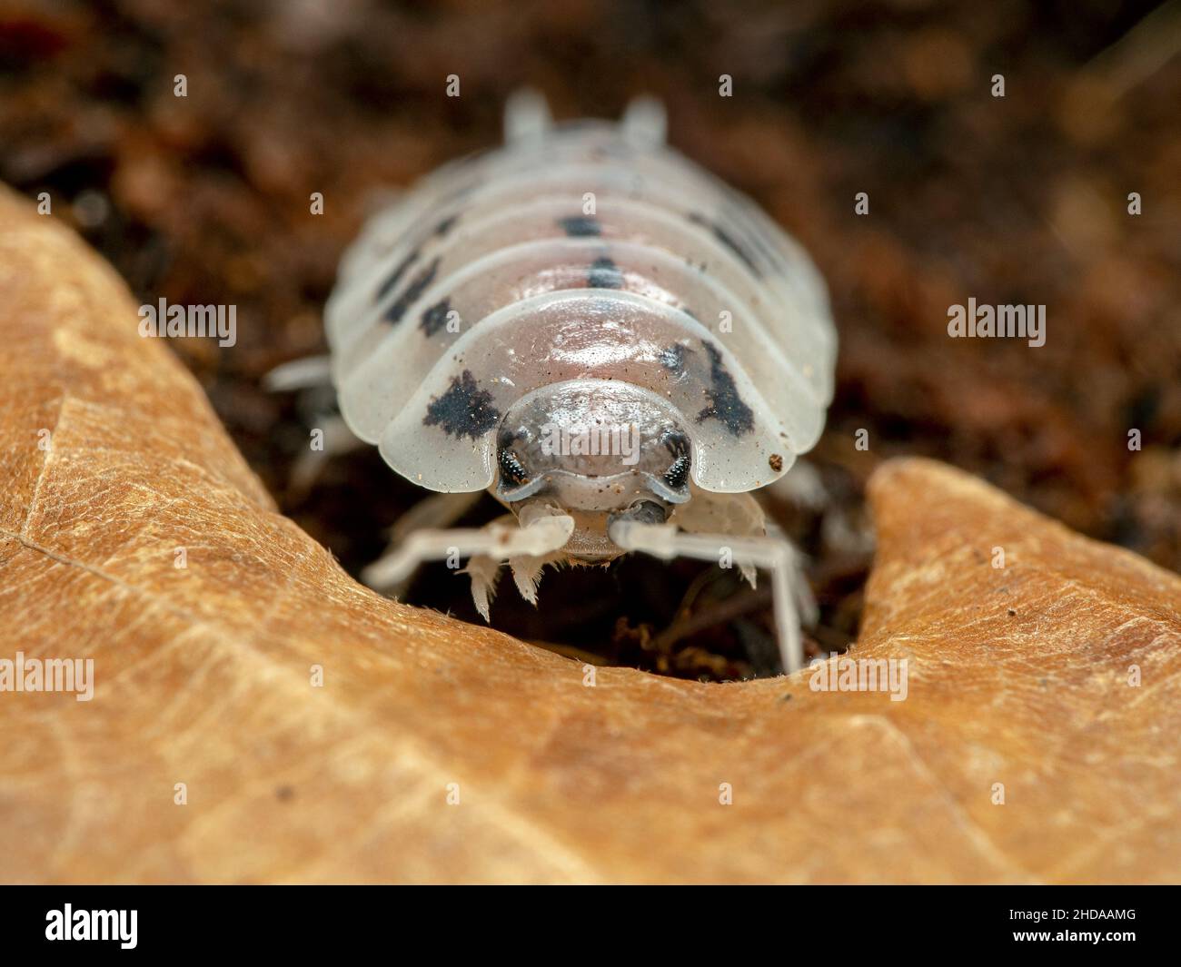 Vorderansicht eines Sauerkäfer, Porcellio laevis, 'Airy Cow', CECP 2018 Stockfoto