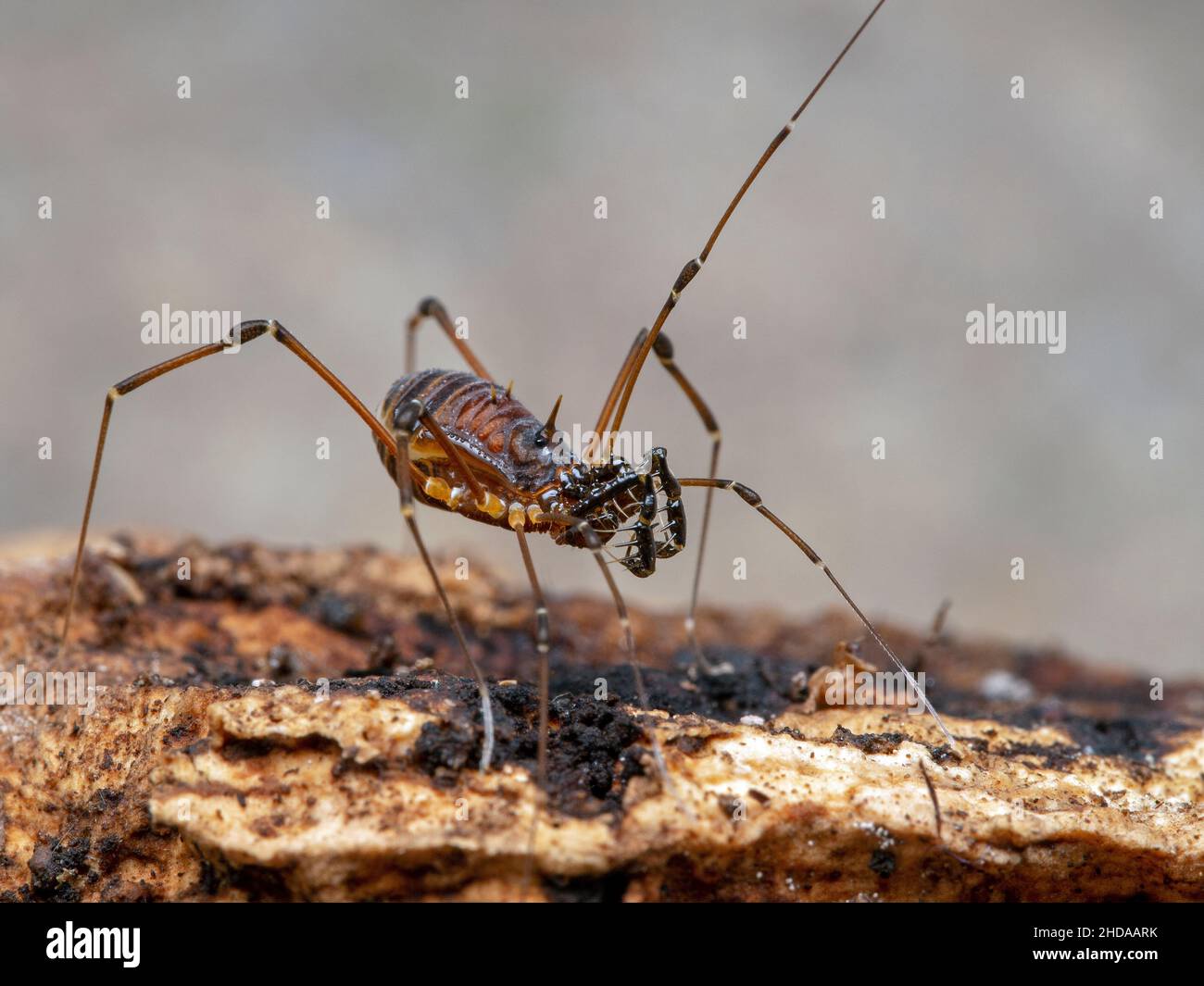 Thailand Harvestman, Kilungius-Arten, auf Rinde, CECP 2019 Stockfoto