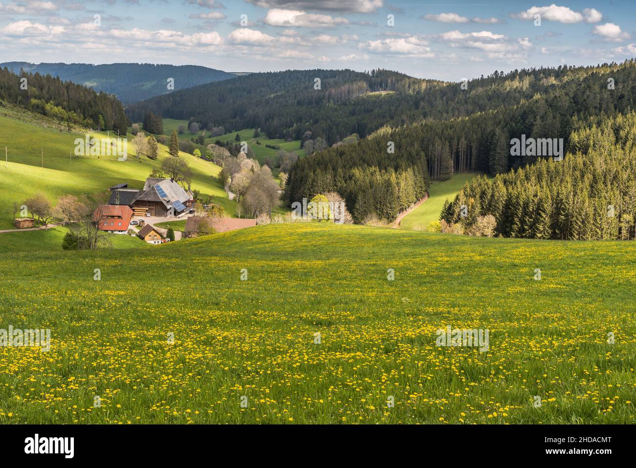 Landschaft im Schwarzwald mit traditionellem Bauernhaus und blühender Blumenwiese Stockfoto