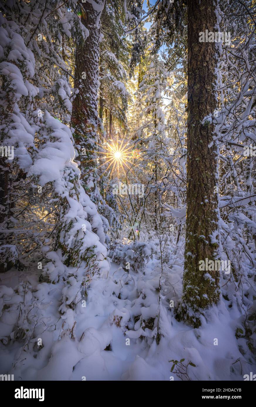 Wald in North Bend, Bundesstaat Washington, im Winter Stockfoto