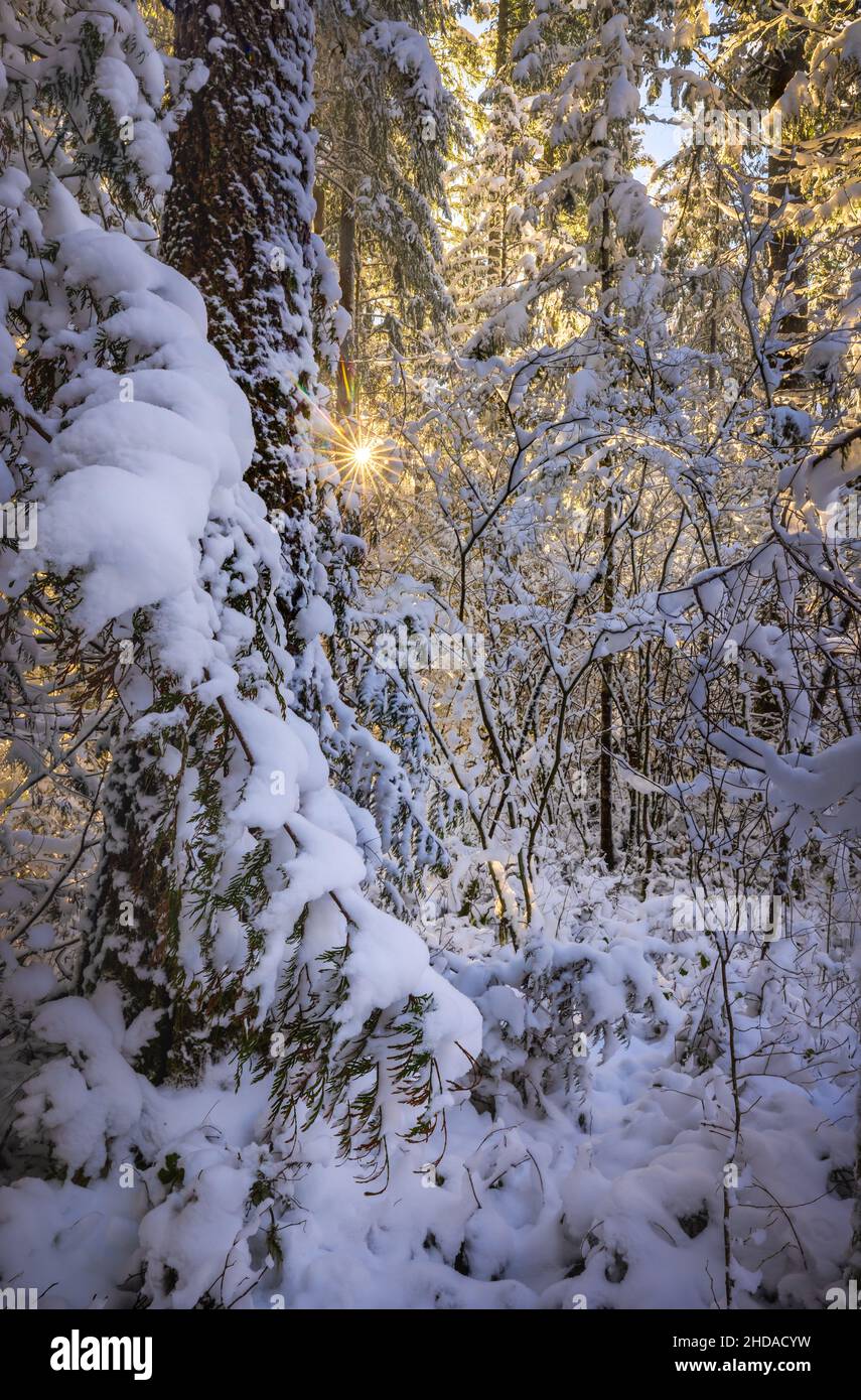 Wald in North Bend, Bundesstaat Washington, im Winter Stockfoto