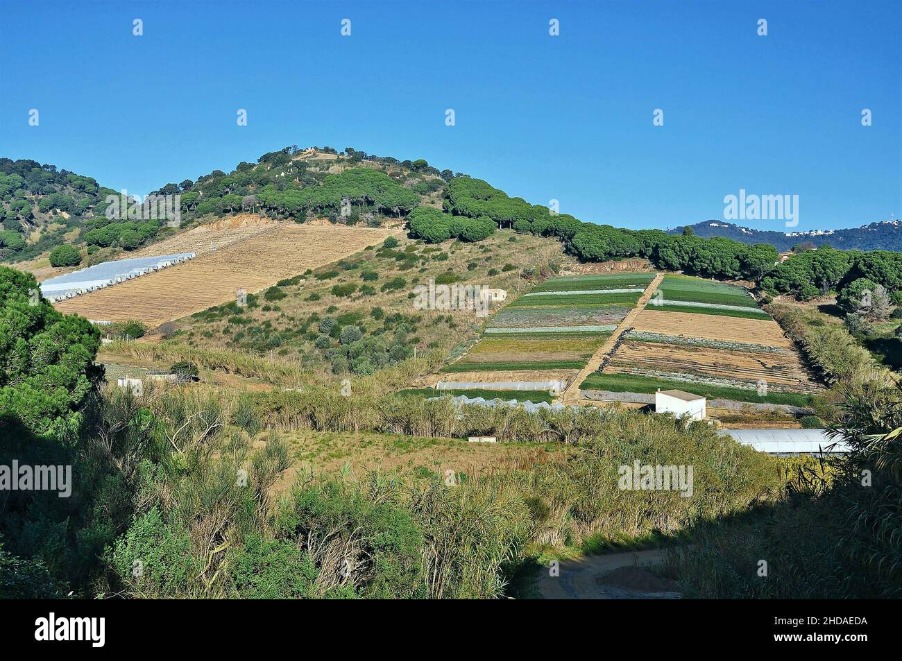 Plantagenfeld in Calella in der Provinz Maresme in Barcelona, Katalonien, Spanien Stockfoto