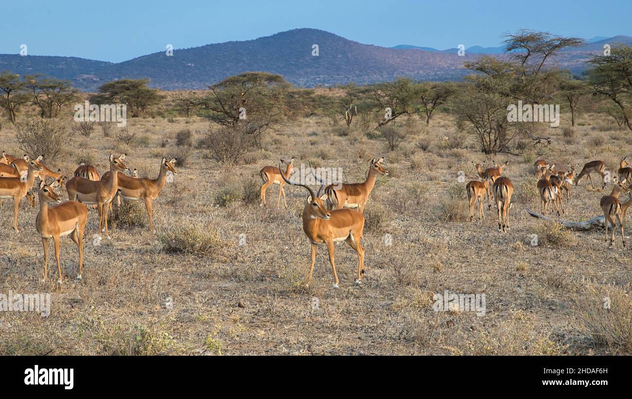 Impala-Widder, Aepyceros melampus, mit seinem Harem im Samburu National Reserve. Stockfoto