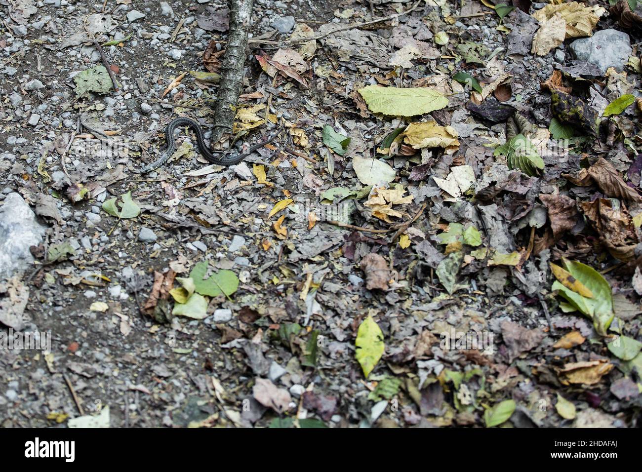 Kleine Schlange schleicht sich durch einen braunen Boden mit Wurzeln und Blättern und einigen Felsen Stockfoto