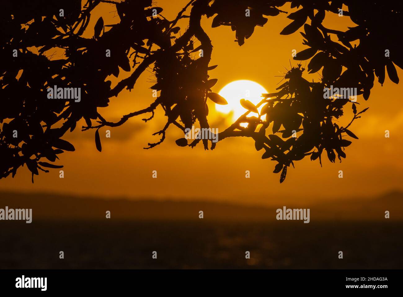 Silhouette Bild von Pohutukawa Baum umrahmt die aufgehende Sonne über dem Meer, Auckland. Stockfoto