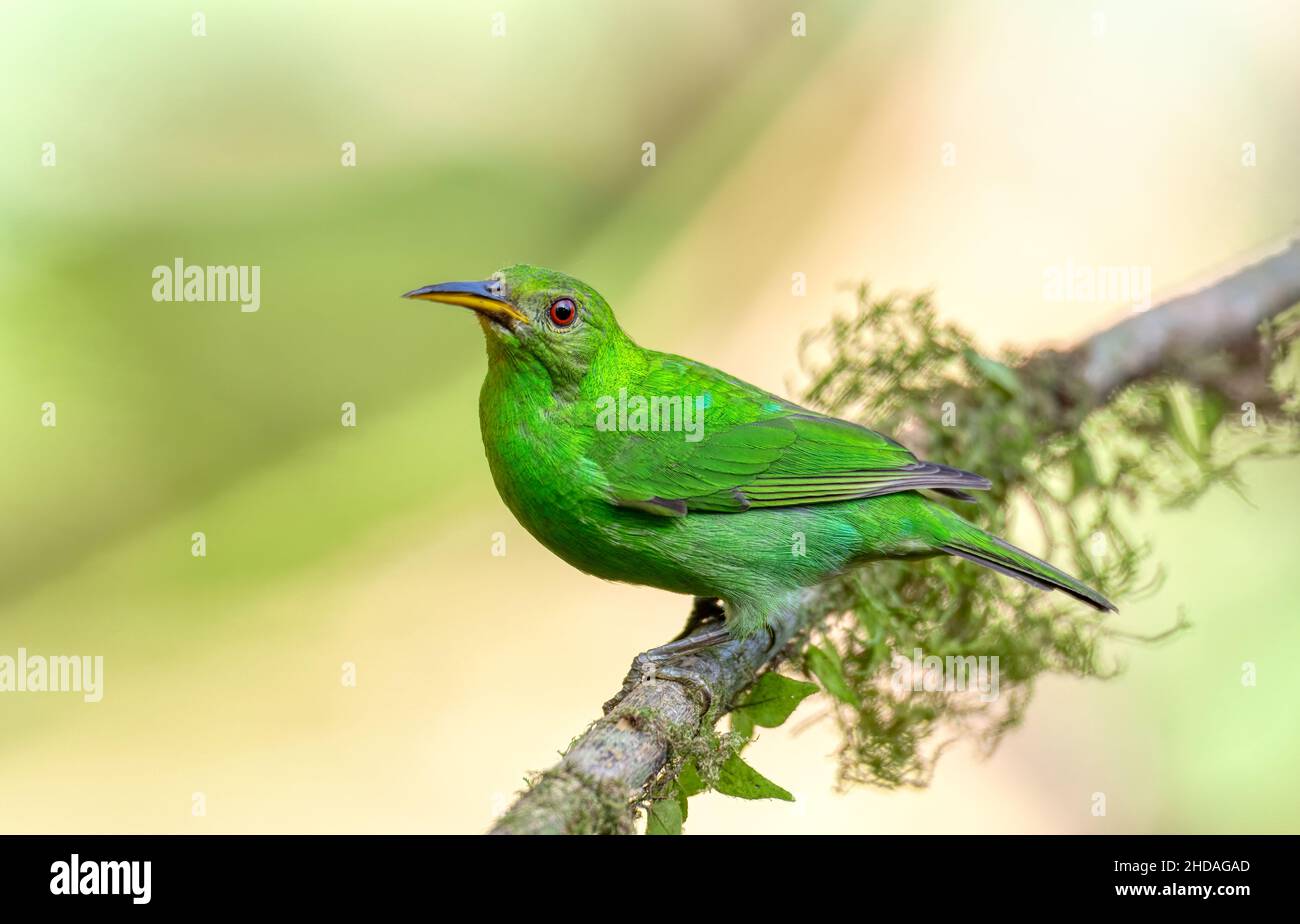 Grüne Honigkräuselige Weibchen (Chlorophanes spiza), La Fortuna, Vulkan Arenal, Tierwelt und Vogelbeobachtung in Costa Rica. Stockfoto