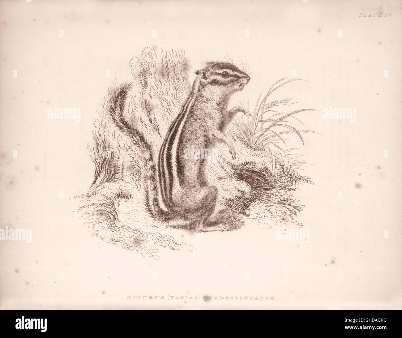 Vintage (Zeichnung) Radierung von vierbänderigen Beutelhörnchen. Sciurus (Tamias) Quadrivittatus. 1829-1837, von J. Murray (Verlag) Stockfoto