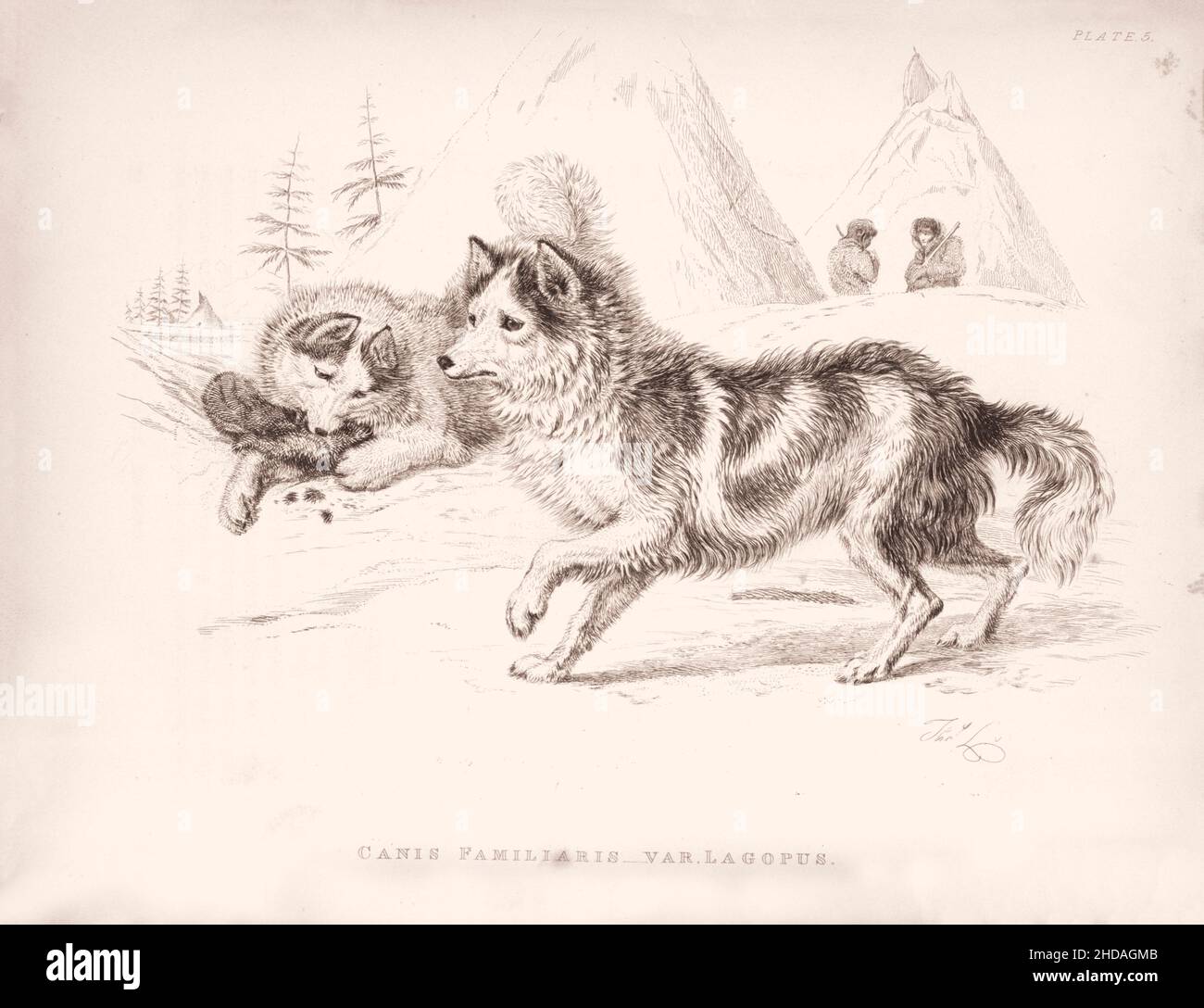 Vintage (Zeichnung) Radierung eines Hasenhundes (Canis Familiaris, var. Lagopus). 1829-1837; von J. Murray (Herausgeber) Stockfoto