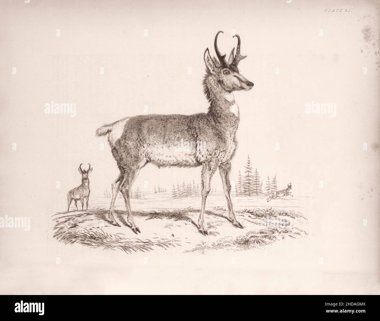 Vintage (Zeichnung) Radierung von Prong-horned Antilope. Antilopenfurzifer. 1829-1837, von J. Murray (Verlag) Stockfoto