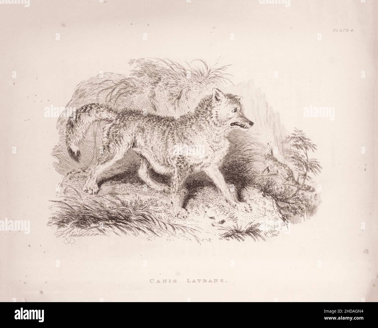 Vintage (Zeichnung) Radierung eines Vorgezüligen Wolfes (Canis latrans). 1829-1837; von J. Murray (Herausgeber) Stockfoto