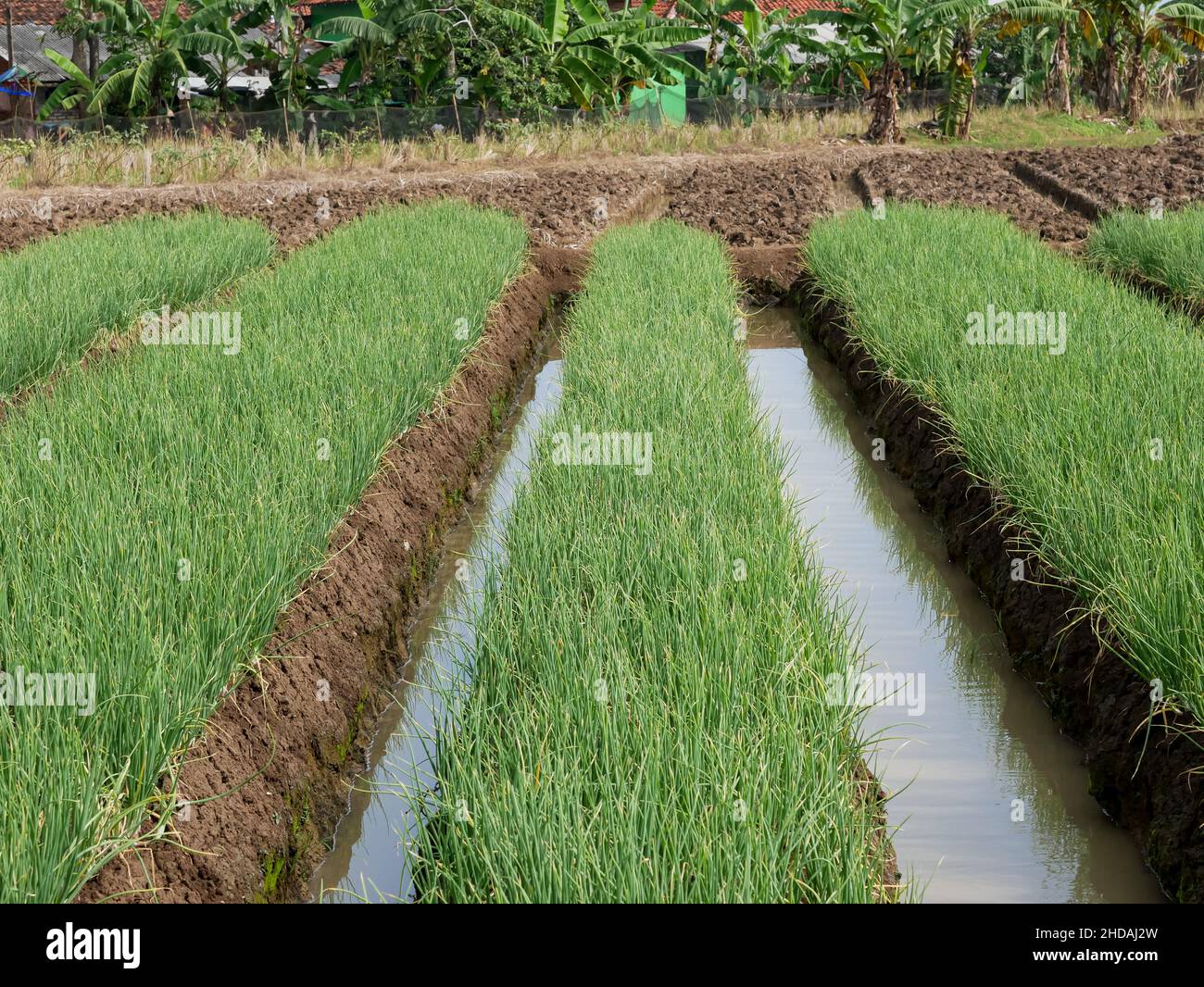 Zwiebelpflanze im Garten, Gemüse, vegetarisch, Landwirtschaft. Stockfoto