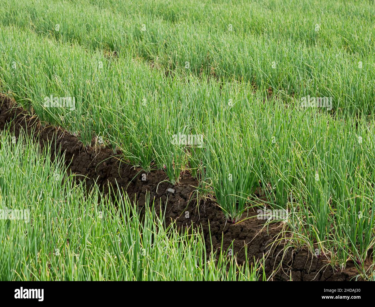 Zwiebelpflanze im Garten, Gemüse, vegetarisch, Landwirtschaft. Stockfoto