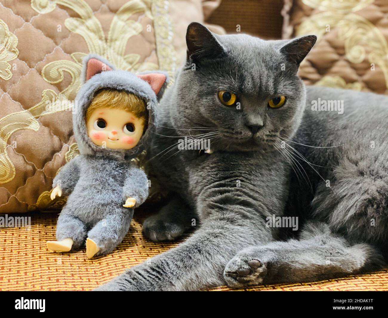 Nahaufnahme einer entzückenden grauen Katze, die mit einer Puppe spielt Stockfoto
