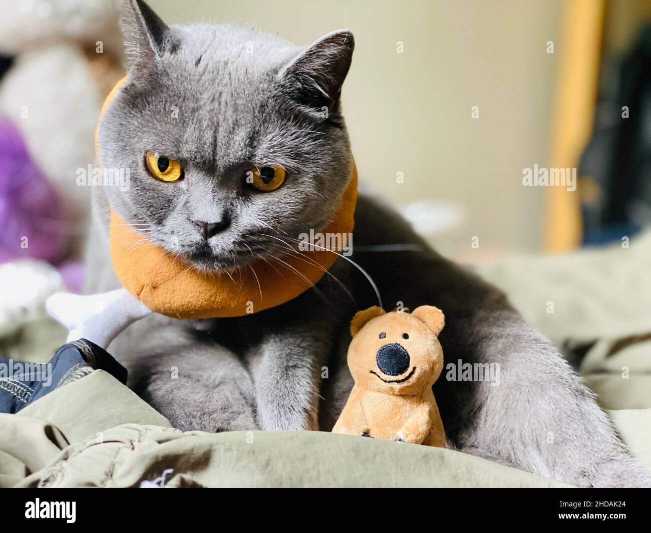 Eine Nahaufnahme einer entzückenden grauen Katze, die mit einer Puppe spielt Stockfoto