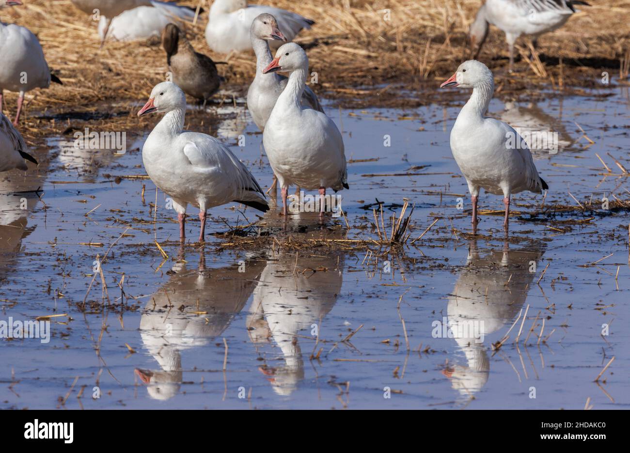 Schneegänse, Anser caerulescens, im Winter auf überschwemmten Feldern. New Mexico. Stockfoto