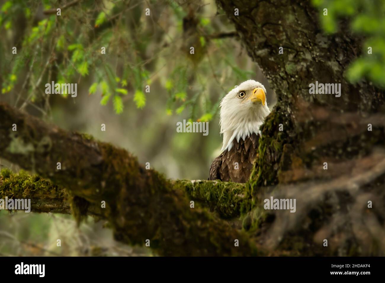 Nahaufnahme eines Weißkopfadlers im Süden Alaskas, USA Stockfoto