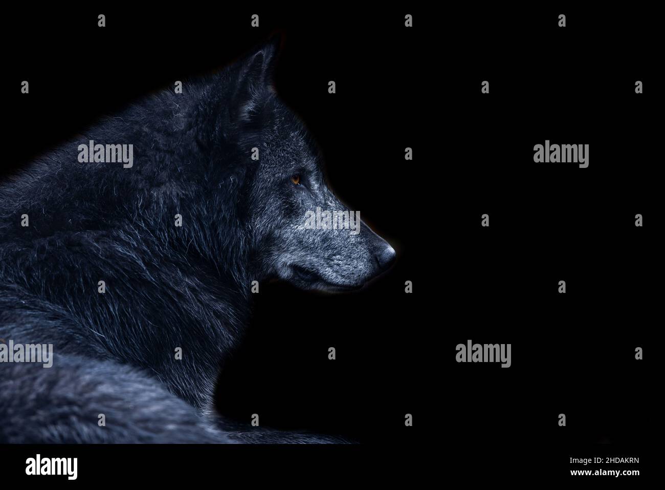 Schwarzer Wolf mit schwarzem Hintergrund Stockfoto
