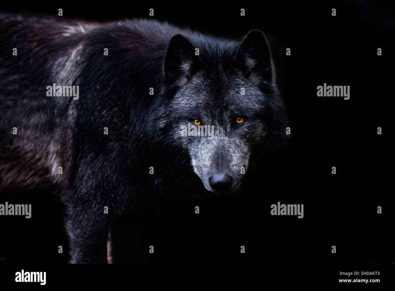 Schwarzer Wolf mit schwarzem Hintergrund Stockfoto